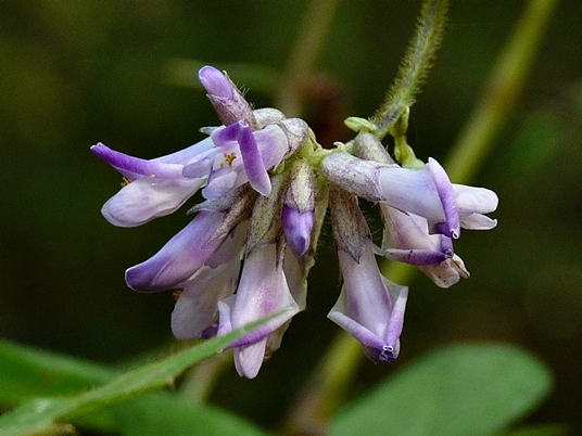 {Amphicarpaea bracteata}